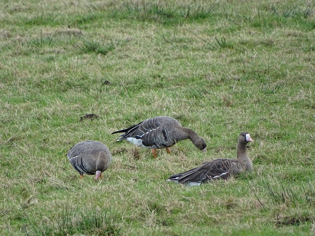 篮球专家认 篮球专家认